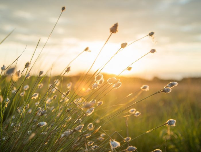 鍼灸meadow Welcome To Meadow Site